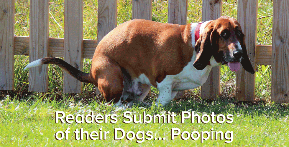 Readers Submit Photos of Their Dogs… Pooping