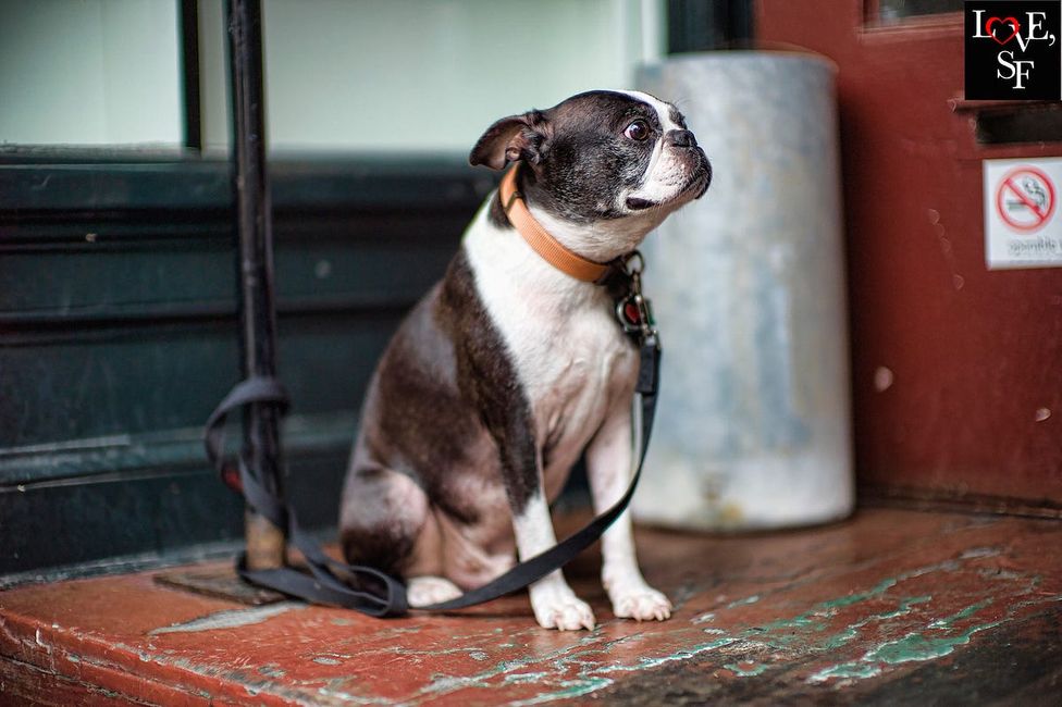 Here Are Some Cute Photos of San Francisco Dogs to Make Your Monday Morning Better
