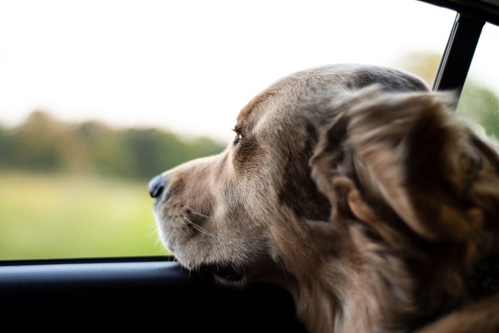 You Can Legally Break a Car Window in California