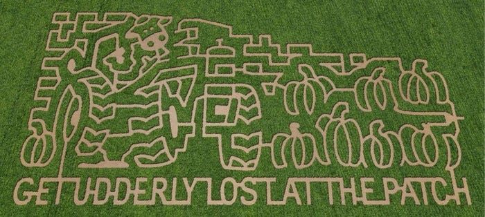 Get Lost in Bay Area Corn and Hay Mazes