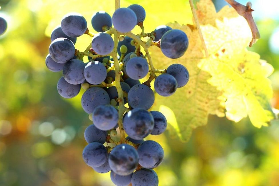 Five California Winemaking Regions You Probably Haven’t Been To