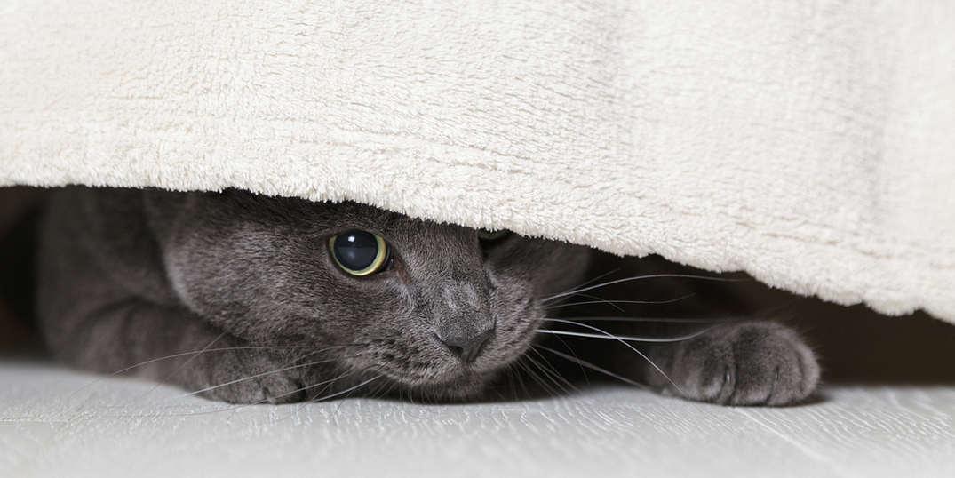 Berkeley May Ban No-Pets Rental Policy