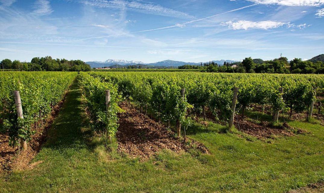 How to Drink Wine in Napa with Kids