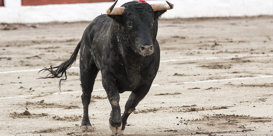 Running of the Bulls and Massive Tomato Fight Coming to Bay Area