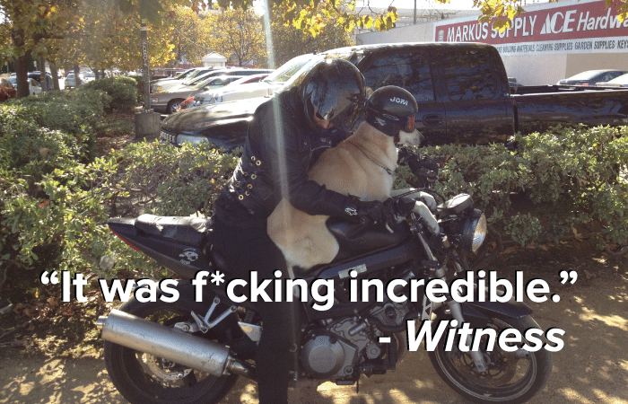 Dog Spotted Riding Motorcycle, Wearing Helmet: A Detailed Report