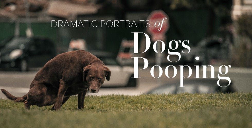 Dramatic Portraits of Dogs Pooping