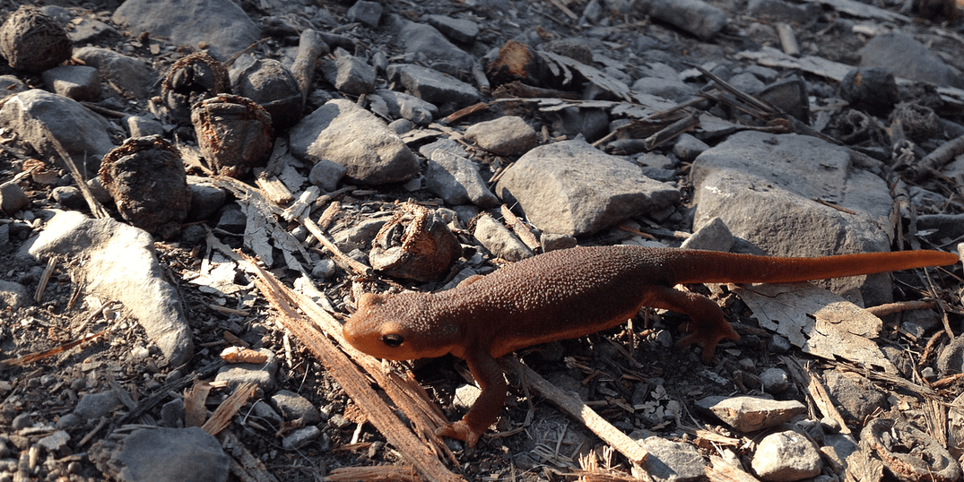 Go See Migrating Newts in Oakland/Berkeley