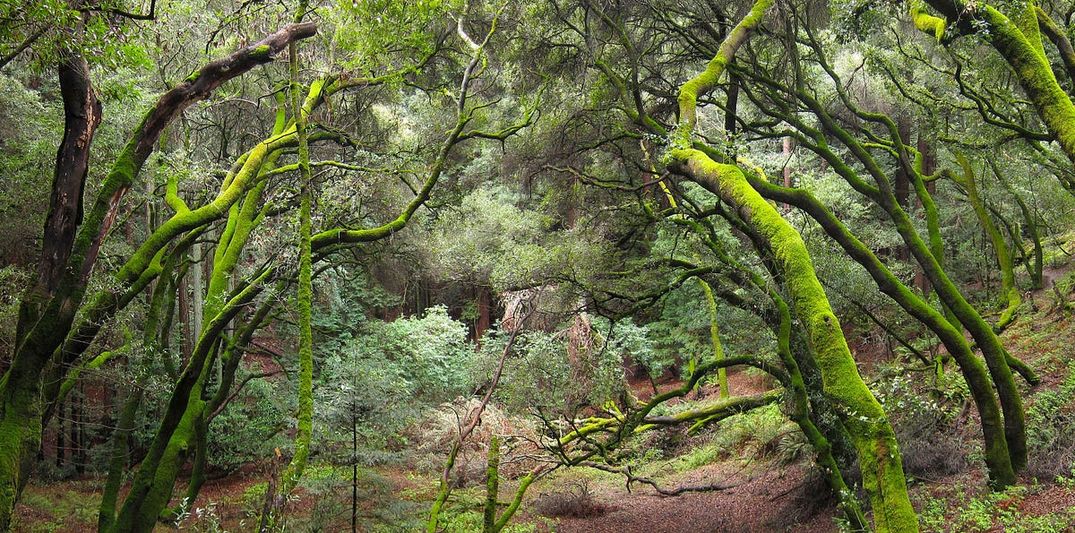 A Guide to the East Bay’s Best Running Trails