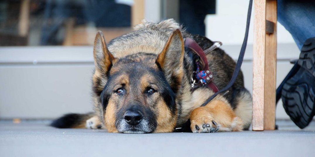 It’s a Sad Time to be a Pet in San Francisco