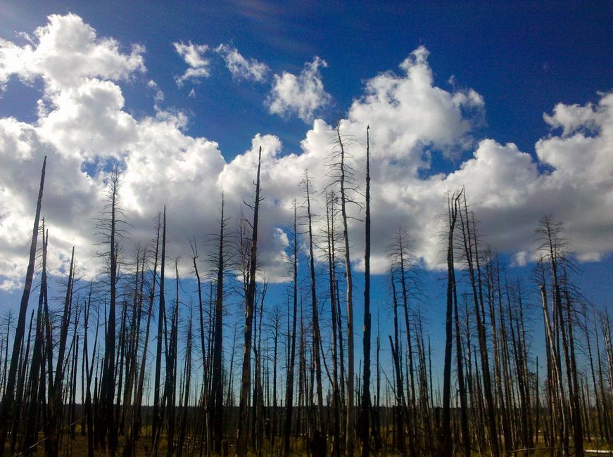 What the Santa Rosa Fires Taught Me