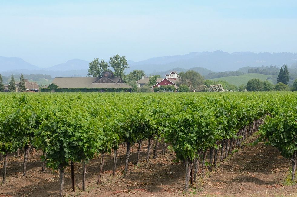 What Are the Most Chill Wineries in Napa and Sonoma?