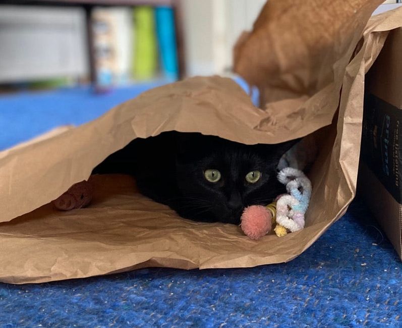 A Cat Hater Reflects on a Year of Cat Ownership