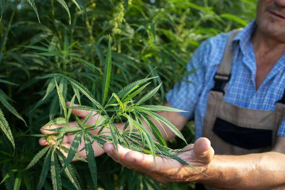 Kassandra Frederique on NY's Cannabis Legalization