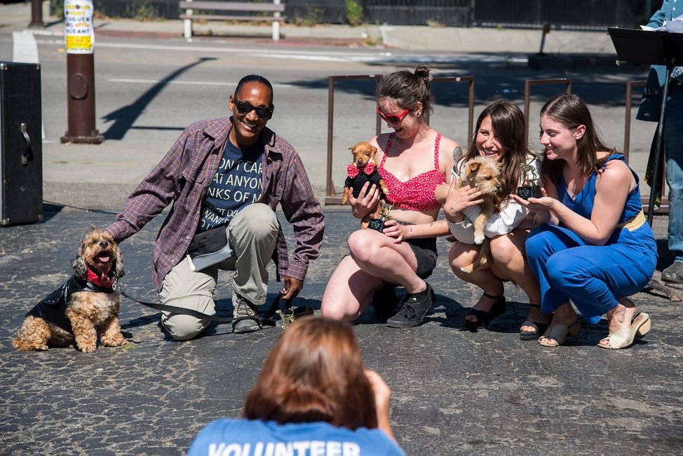 Rescue Dog Pageant Is Doggos Helping Doggos