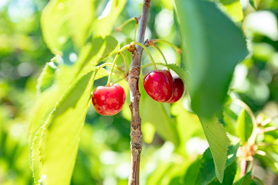 Fruit Picking in Brentwood Is a Perfect Road Trip