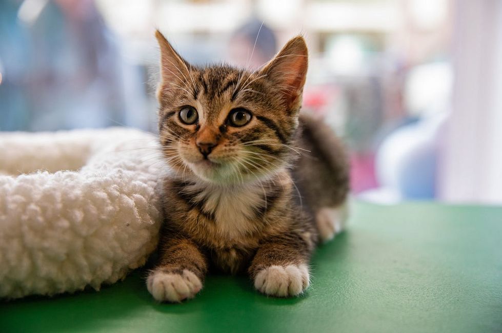PHOTOS: Macy’s Pet Windows Are SF’s Cutest Holiday Tradition