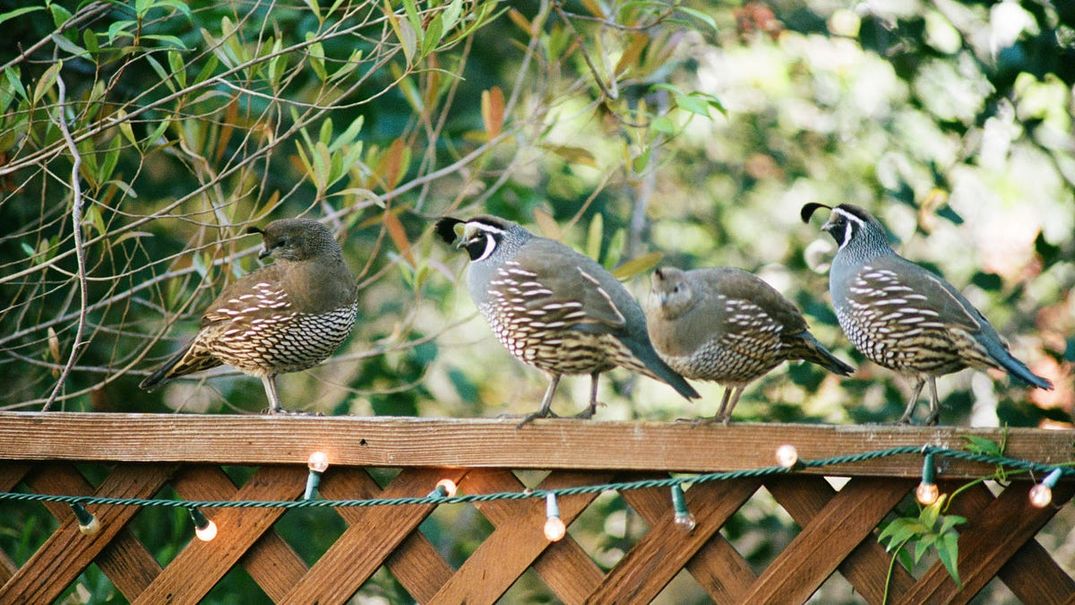 I Ate the California State Bird, and It Was Yummy