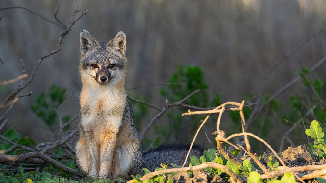 The Bay’s Adorable Gray Foxes Are Trapped In—and Dying
