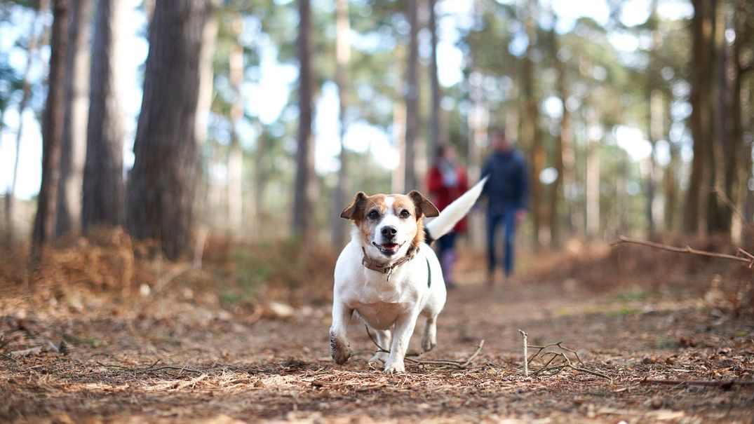 The Best Dog-Friendly Hikes in the East Bay