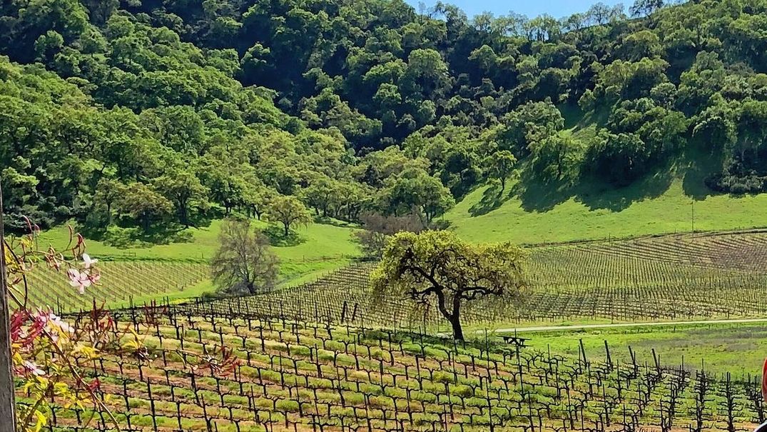 South Bay Wineries Open for Socially Distanced Sipping
