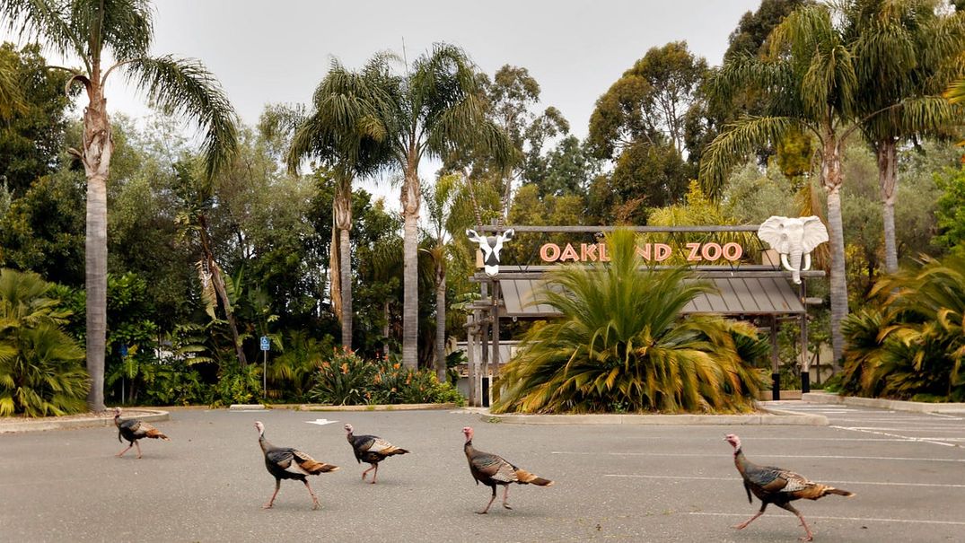 Why Does the Bay Have So Many Wild Turkeys?