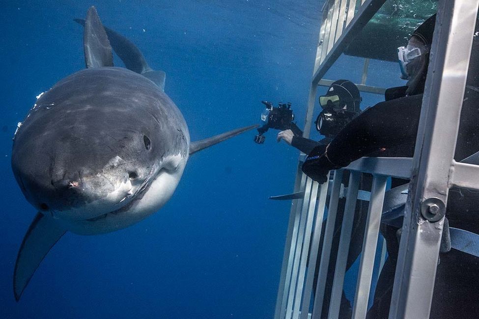 Face Your Fears: Eight Thrilling Experiences in the Bay Area to Help You Live a Little