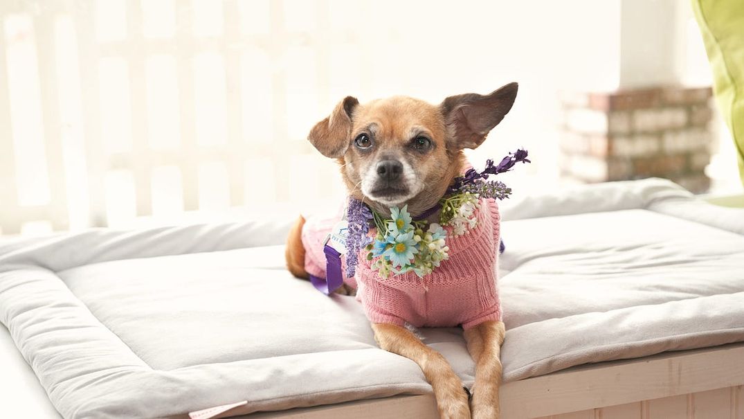 Why Are Chihuahuas Filling Up Bay Area Shelters?