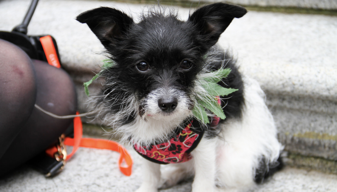 Can You Get Your Pets High for Medical Reasons?