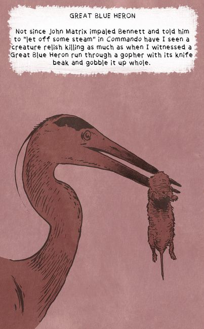 An Illustrated Guide to Common Bay Area Water Birds