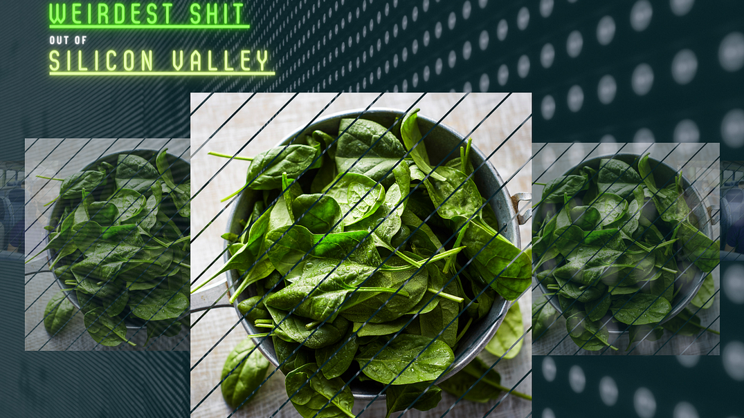 It’s True: MIT Researchers Have Taught Spinach to Send Emails