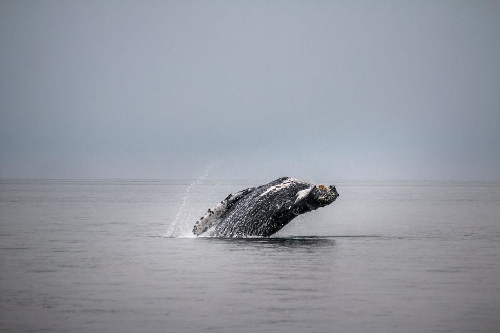 TBI’s 5 Best: Spots for Watching the Gray Whale Migration