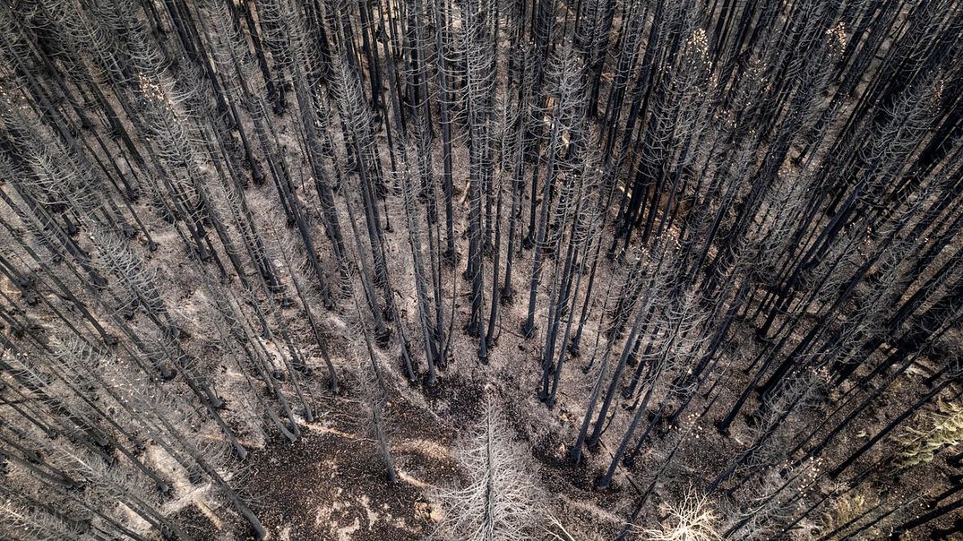 Wildfires Are Making Forests Scream and Cry