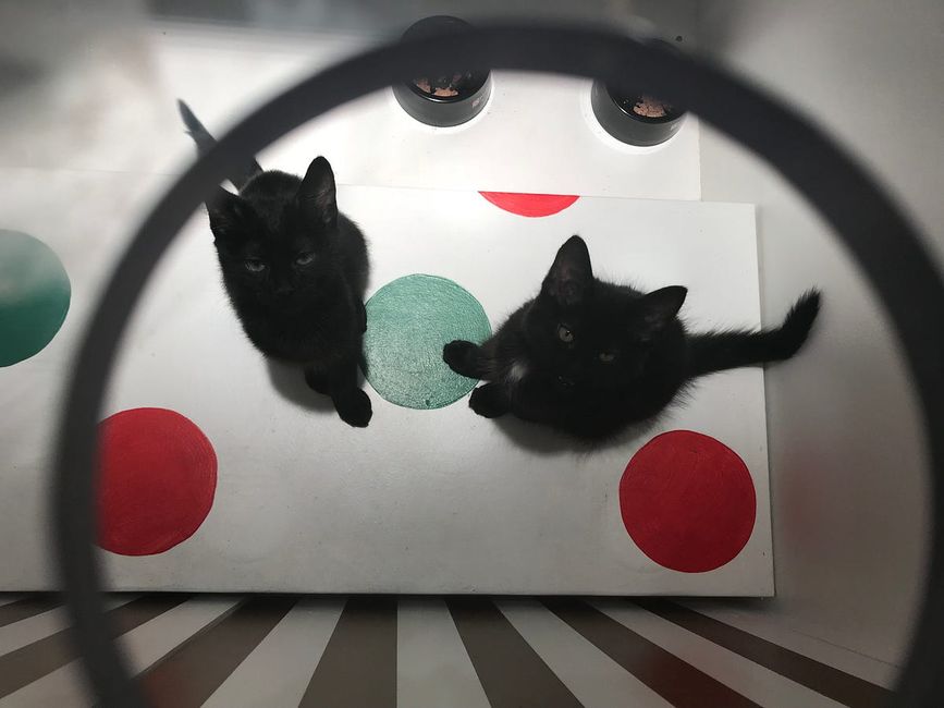 Why Macy’s Windows Are Still Our Favorite SF Holiday Tradition