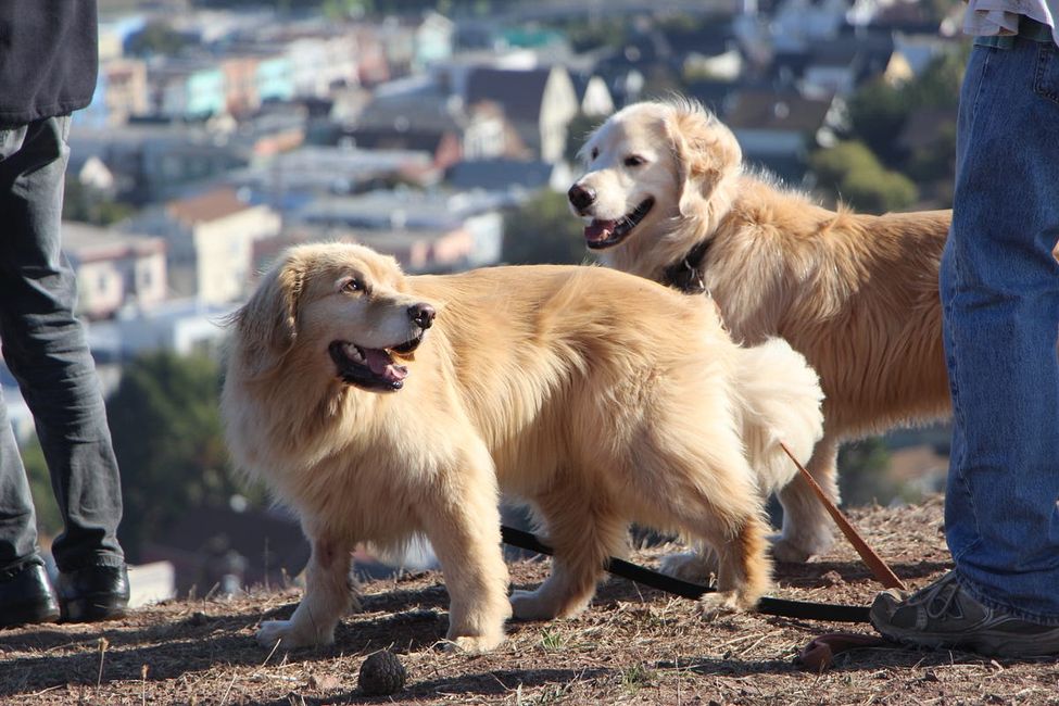 All the Dog-Related Events in San Francisco