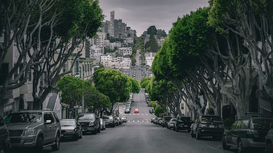Do You Know Your Neighborhood Trees in SF? Here’s a Guide.