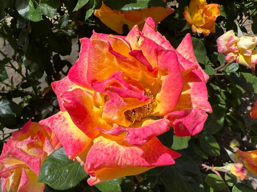 This East Bay Park is a Rose Lover’s Paradise