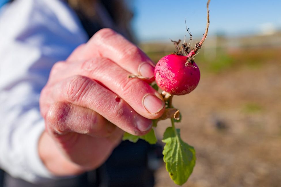 This Bay Area Farm Reuses Water to Grow Veggies