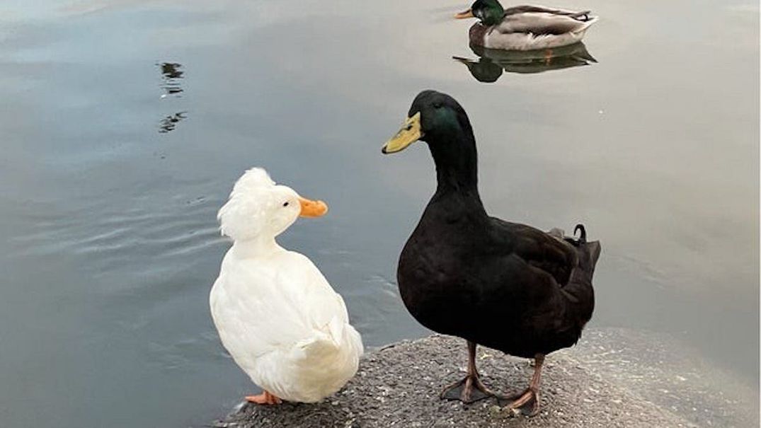 The Lake Merritt Duck Couple That Stole Oakland’s Heart