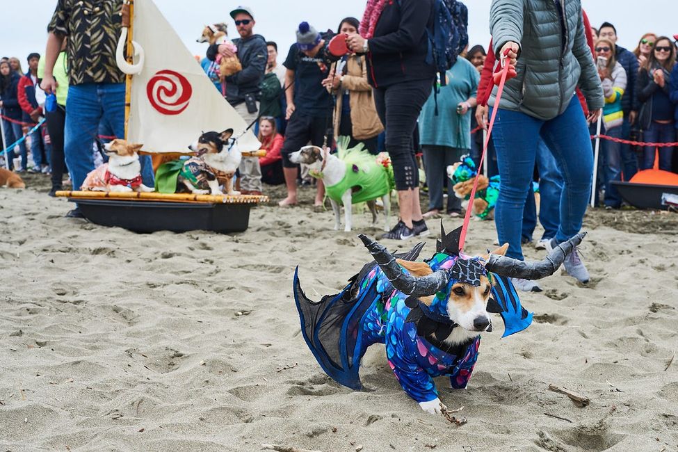 PHOTOS: Corgi Con Takes Over Ocean Beach