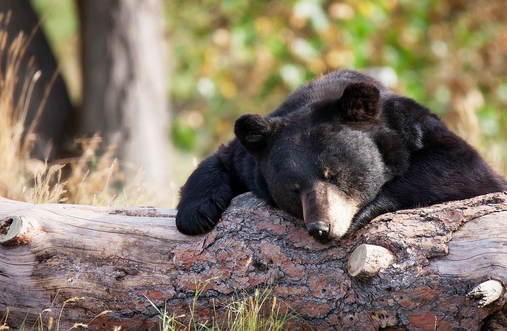 How the High Sierra Black Bears Take Their Coffee