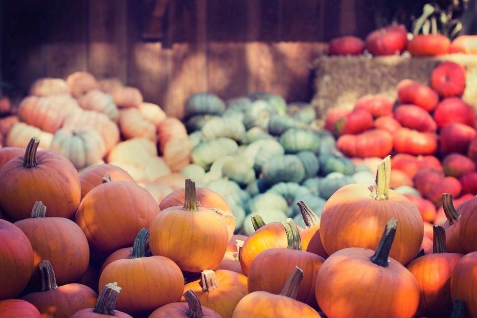 What Are the Best Pumpkin Patches in San Francisco?