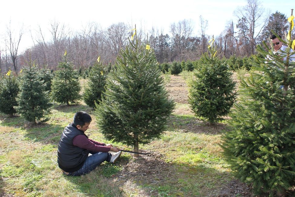 Eight Things to Buy Instead of That Overpriced Christmas Tree