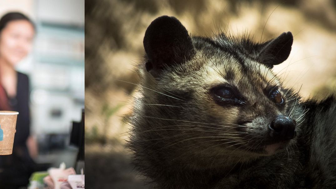 Which Tastes Better—Blue Bottle or Coffee S**t Out by a Small Marsupial?