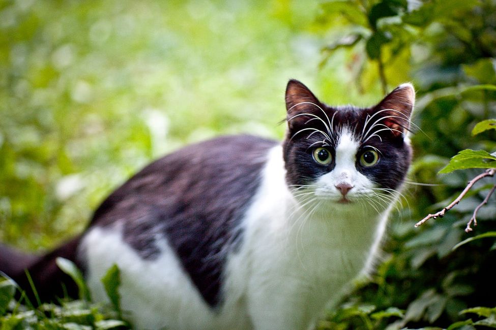 Yes, You Can Take Your Cat Outside Too