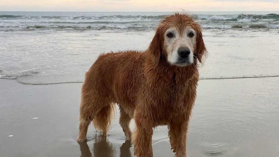 After Losing My Dog, Neighbors on Nextdoor Loaned Me Their Own Pups to Grieve