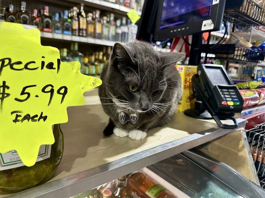 The Store Cats of San Francisco