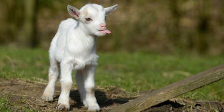 Image of: You’ve Gotta Goat to This Festival