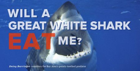 Image of: Will a Great White Shark Eat Me?