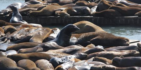 Image of: Everything You Need to Know About SF’s Sea Lions on Their 25 Anniversary Here
