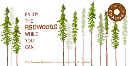 Image of: Enjoy the Redwoods While You Can
